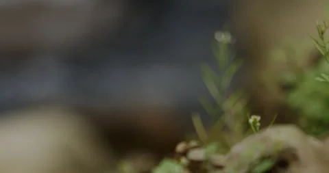 Close Up Slow Motion Flowing River Water with Rocky Shore Stock-Footage 336806303