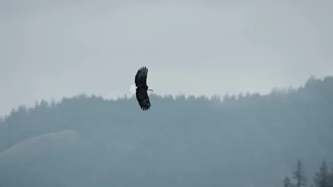 Close-Up Slow Motion of a Flying Eagle Stock Footage 315090955