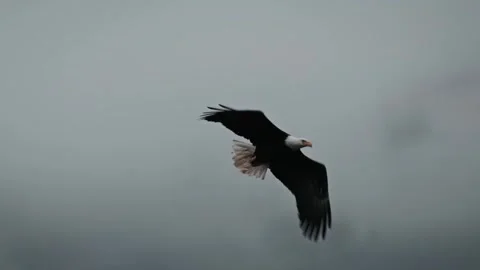 Close-Up Slow Motion of a Flying Eagle Stock Footage 315090957