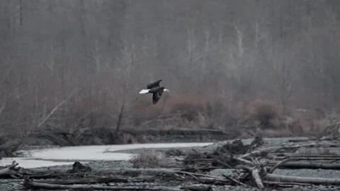 Close-Up Slow Motion of a Flying Eagle Stock Footage 315090997