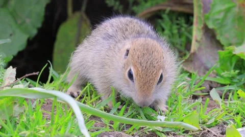 Close-up slow motion footage of a cute ground squirrel eating grass near it.. Stock Footage 337348684
