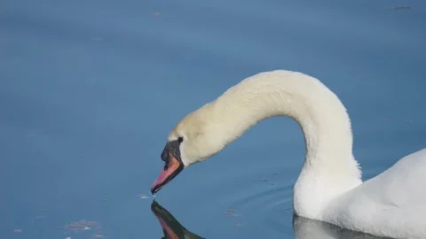 Close-up slow-motion footage of an elegant white swan drinking water in the lake 動画素材 233497545