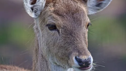 Close slow motion footage of fallow deer on meadow showing antlers body det.. Stock Footage 332442829