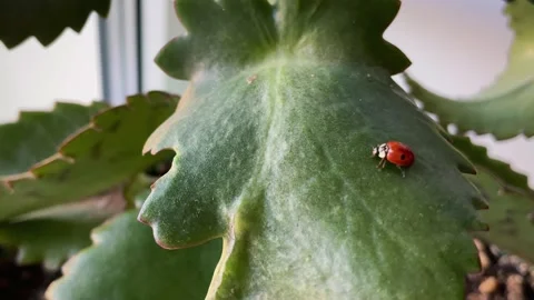 Close-up slow motion footage of ladybug walking on green leaf in the house 스톡 동영상 225923732