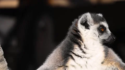 Close up slow motion footage of ring-tailed lemur sitting and looking sideway Vídeo Stock 332826827