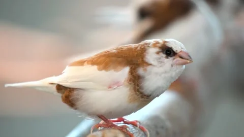 Close up slow motion footage of small brown and white finch bird perched on Stock Footage 340951795