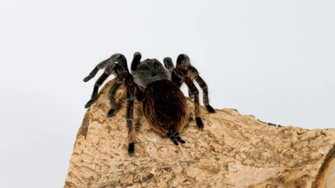 Close up slow motion footage of tarantula spider on natural wood surface. Stock Footage 333039726
