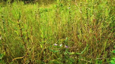 Close-up, slow-motion footage of wildgrass swaying gently in the breeze, featuri Stock Footage 321861673