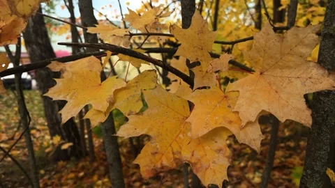 Close-up slow motion footage of yellow maple leaves in autumn. Beautiful fall Stock Footage 253671516