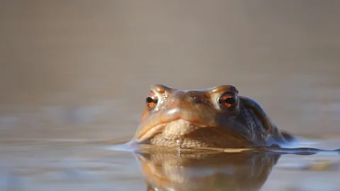 Close up in slow motion of a frog in a lake during mating season Stock-Footage 109043712