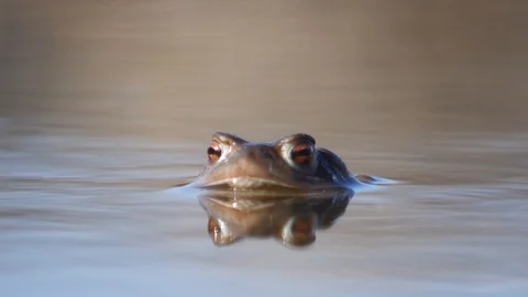 Close up in slow motion of a frog in a lake during mating season 動画素材 109043716