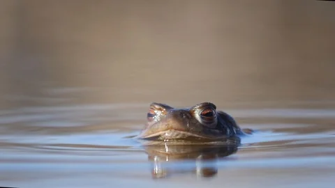 Close up in slow motion of a frog in a lake during mating season 動画素材 109043717