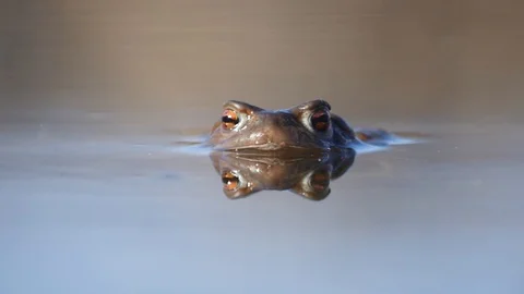 Close up in slow motion of a frog in a lake during mating season 스톡 동영상 109043719