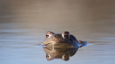 Close up in slow motion of a frog in a lake during mating season 動画素材 109043722