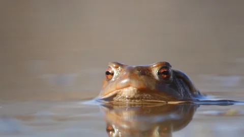 Close up in slow motion of a frog in a lake during mating season 動画素材 109043834
