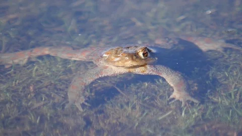 Close up in slow motion of a frog in a lake during mating season 動画素材 109043840