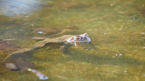 Close up in slow motion of a frog in a lake during mating season 動画素材 109043843