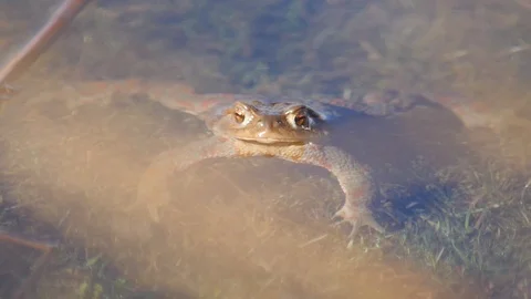 Close up in slow motion of a frog in a lake during mating season 動画素材 109043845
