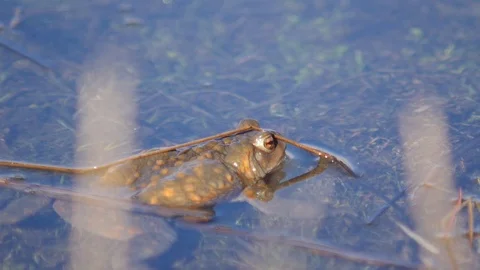Close up in slow motion of a frog in a lake during mating season 動画素材 109043944