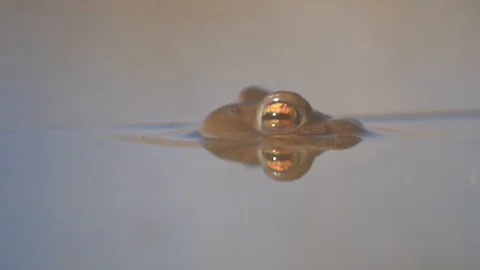 Close up in slow motion of a frog in a lake during mating season 動画素材 109043956