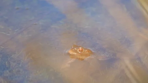 Close up in slow motion of a frog in a lake during mating season 動画素材 109043958