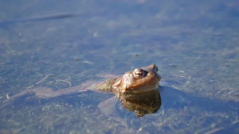 Close up in slow motion of a frog in a lake during mating season 動画素材 109044000