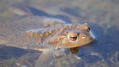 Close up in slow motion of a frog in a lake during mating season 動画素材 109044159