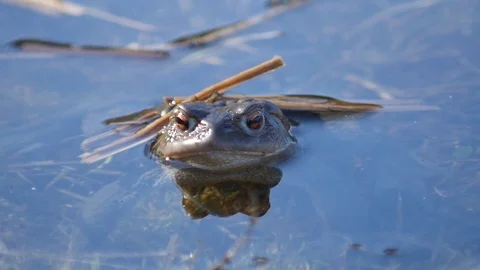 Close up in slow motion of a frog in a lake during mating season 動画素材 109044241
