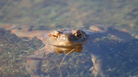 Close up in slow motion of a frog in a lake during mating season 動画素材 109044332