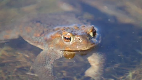Close up in slow motion of a frog in a lake during mating season 動画素材 109044352