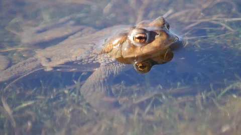 Close up in slow motion of a frog in a lake during mating season 動画素材 109044369