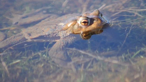Close up in slow motion of a frog in a lake during mating season 動画素材 109044393