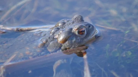 Close up in slow motion of a frog in a lake during mating season 動画素材 109044779