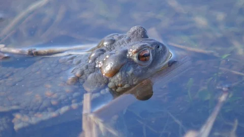 Close up in slow motion of a frog in a lake during mating season 動画素材 109044804
