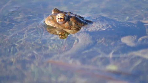 Close up in slow motion of a frog in a lake during mating season 動画素材 109044920