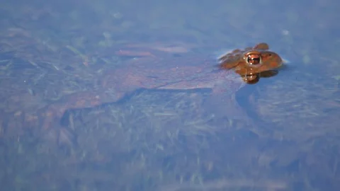 Close up in slow motion of a frog in a lake during mating season 動画素材 109045110