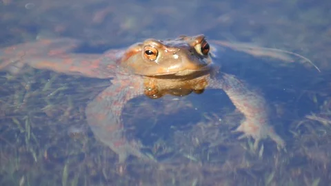 Close up in slow motion of a frog in a lake during mating season 動画素材 109045228