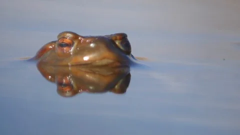 Close up in slow motion of a frog in a lake during mating season 動画素材 109046005