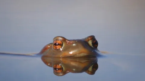 Close up in slow motion of a frog in a lake during mating season 動画素材 109046015