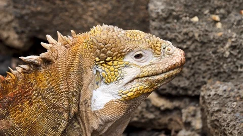 Close Up Slow Motion of Galapagos Yellow Land Iguana Lizard Eye Blinking Stock Footage 107465724