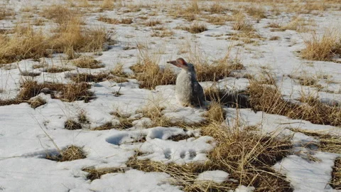 Close, Slow-motion. Gray hare jumping on melted snow in the steppe. Kazakhstan Stock Footage 143264188