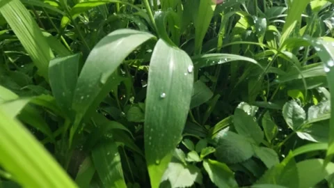 Close up slow motion of green grass covered in dew Stock Footage 320104322