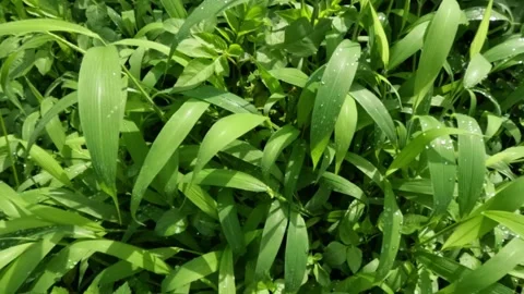 Close up slow motion of green grass covered in dew Stock-Footage 320104342