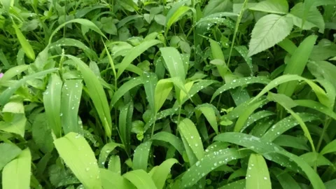 Close up slow motion of green grass covered in dew 2 Stock Footage 320104401