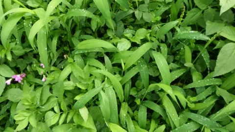 Close up slow motion of green grass covered in dew Stock Footage 320104402