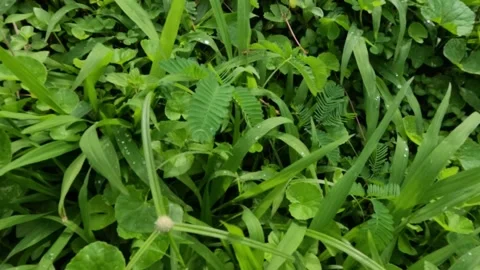 Close up slow motion of green grass covered in dew Stock-Footage 320104446