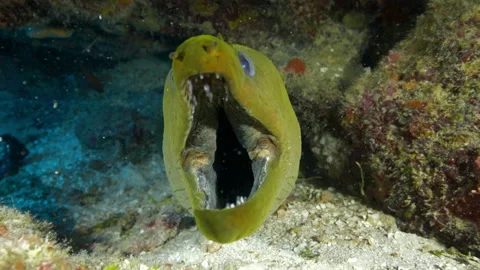 Close-up Slow Motion: Green moray eel with mouth open in ocean-Belize City, Beli Stock Footage 149114672