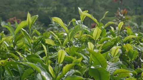 Close-up slow motion of green tea shoots swaying in the wind. Stock Footage 336488823