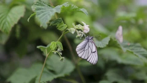 Close-up slow motion A group of butterflies with cyan wings that absorb Vidéo 133860417