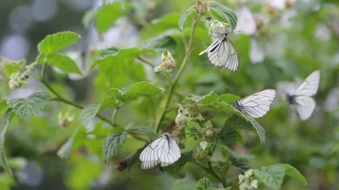 Close-up slow motion A group of butterflies with cyan wings that absorb Vidéo 133860442